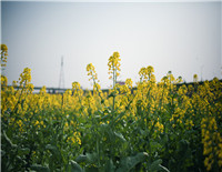 我們一起，踏著春天的腳步