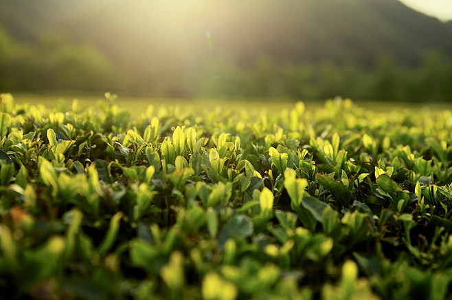 【個(gè)性化定制】納新茶業(yè)首批個(gè)性化產(chǎn)品選登