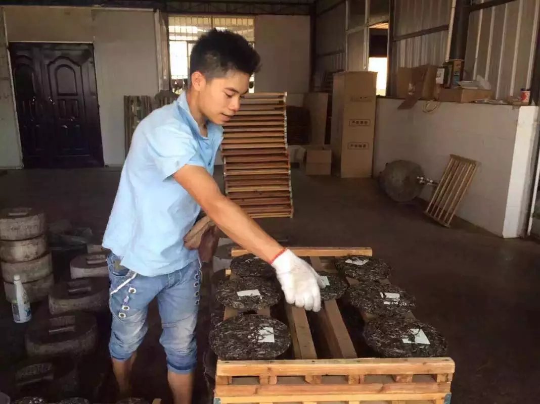 云南西雙版納普洱茶山行——納新2016年春（3）