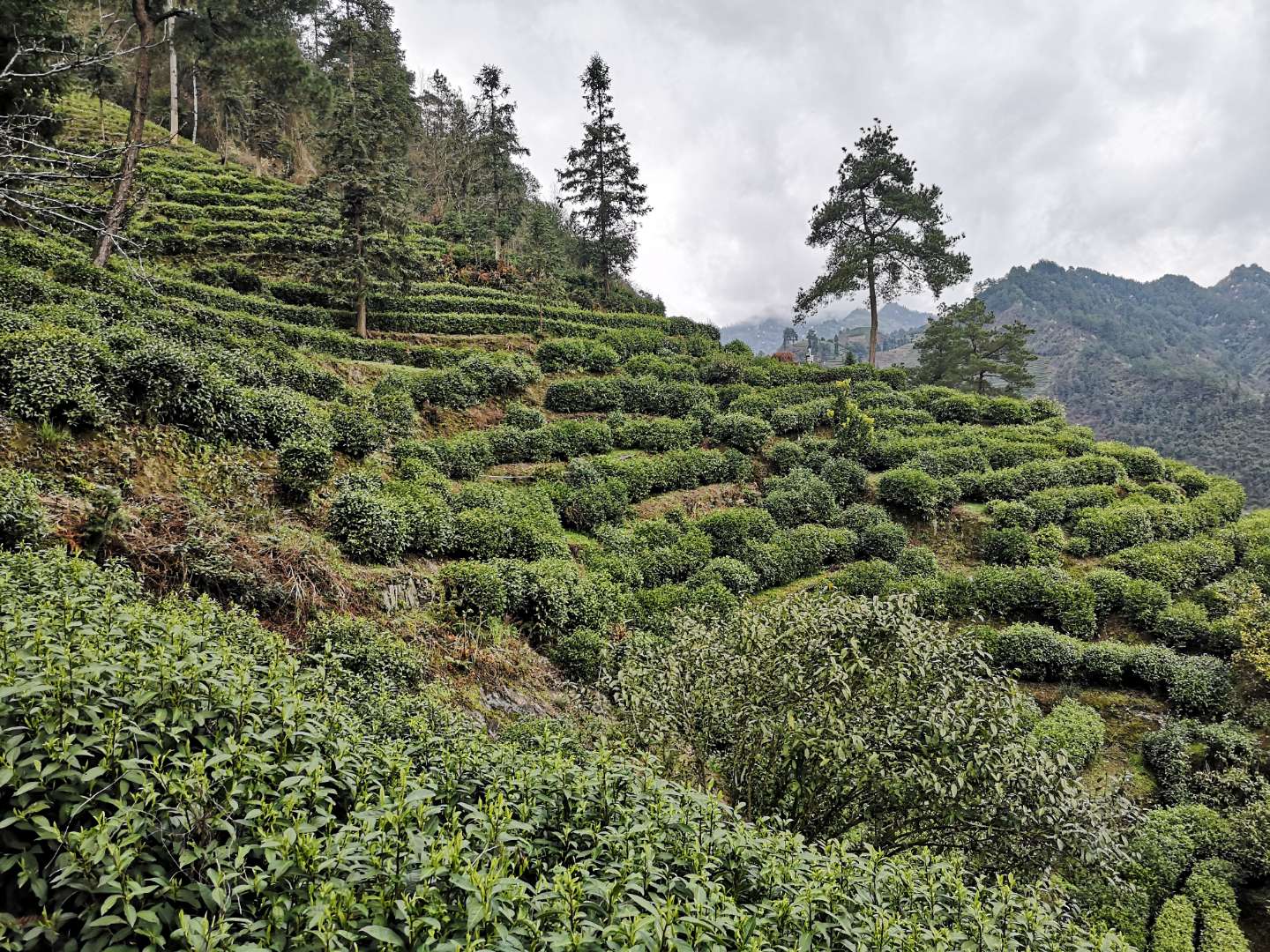 2020年頭采保靖黃金茶鮮嫩上市?。?！