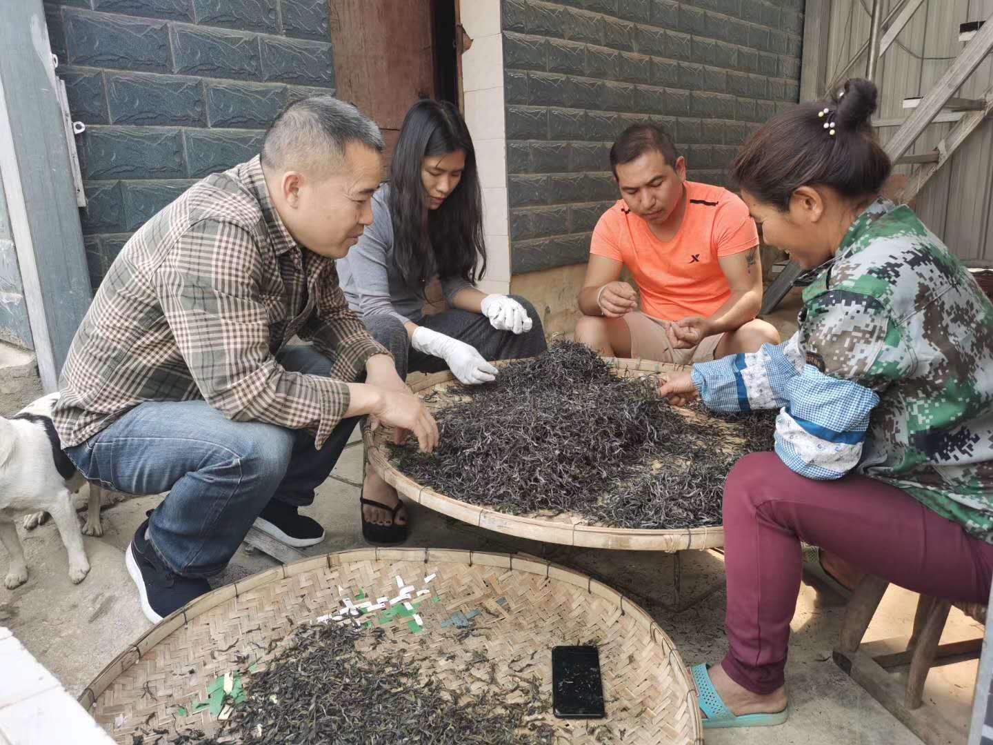 2020納新云南茶山行——廣別大樹(shù)1