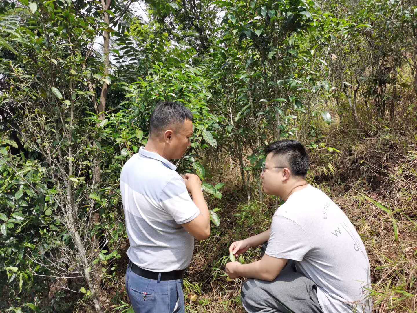 2020納新云南茶山行——勐海制茶學(xué)習(xí)基地已竣工2