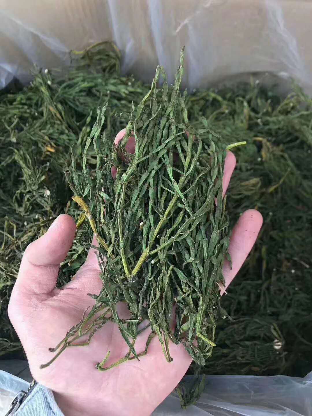 2020納新云南茶山行——景邁山3 什么是螃蟹腳?