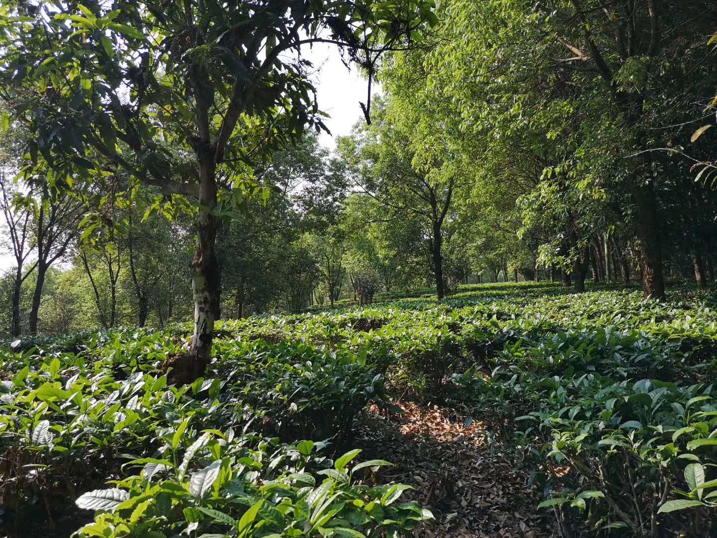 2020納新云南茶山行——景邁山4 景邁茶的特點(diǎn)