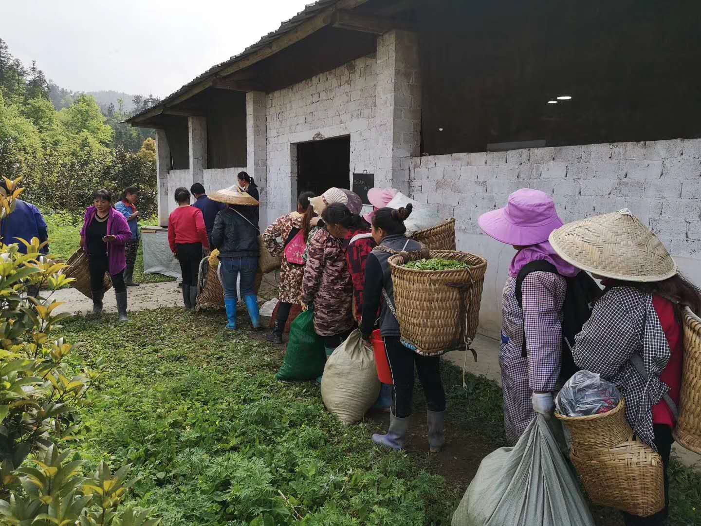 2020納新貴州鎮(zhèn)遠(yuǎn)茶山行——茶場采茶忙