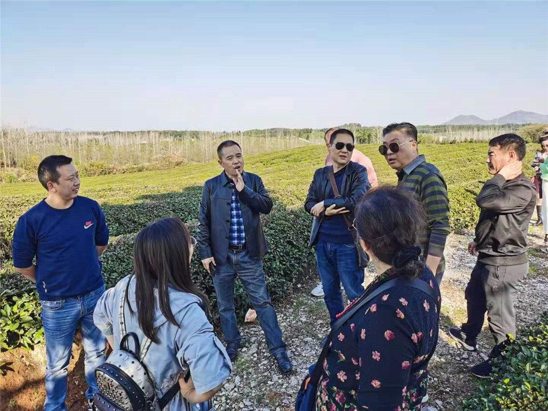 「探密羊樓洞明清石板街，尋訪中俄萬(wàn)里茶道起點(diǎn)」2020納新茶業(yè)羊樓洞行——參觀趙李橋茶廠茶園基地