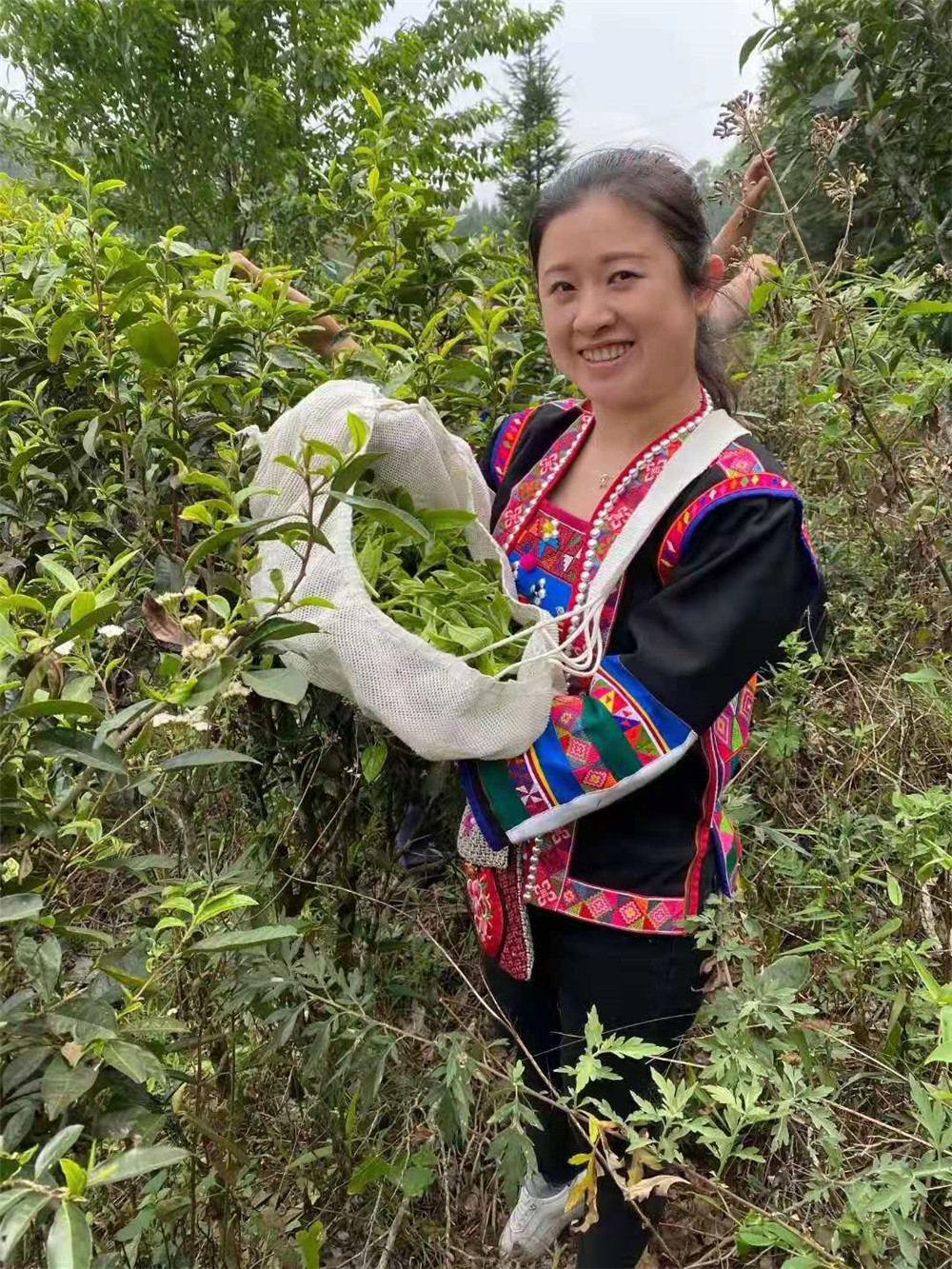 2021納新勐海茶山行 -- 體驗采茶