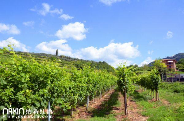 意大利波斯科酒莊